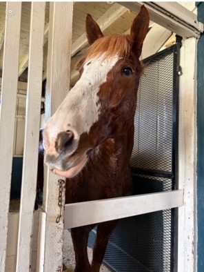 HorseKY