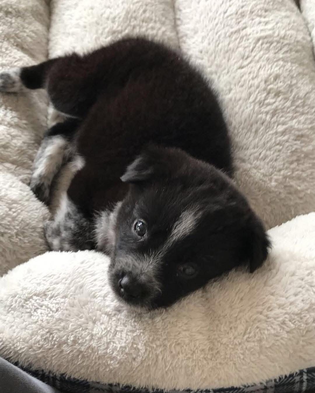 SadieDog